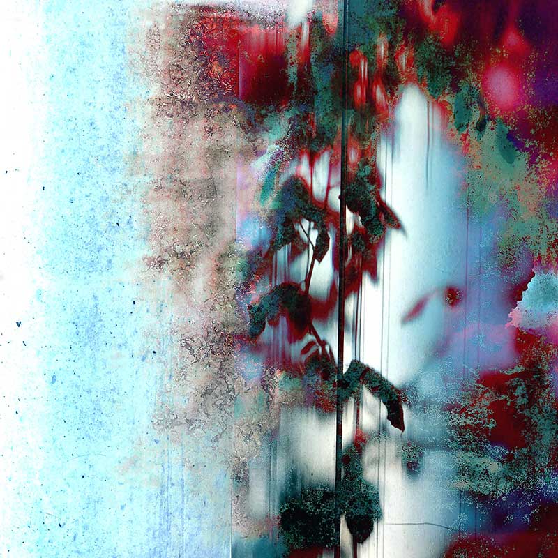 Züzü Art Frostblüte